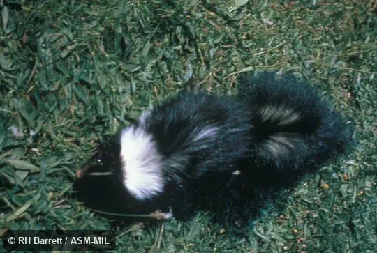 Dorsal view of captive