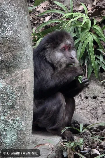 Also as Chinese Stump-tailed Macaque|Milne-Edwards's Macaque|Père David's Macaque|Short-tailed Tibetan Macaque|Tibetan Stump-tailed Macaque. Also as Chinese Stump-tailed Macaque|Milne-Edwards's Macaque|Père David's Macaque|Short-tailed Tibetan Macaque|Tibetan Stump-tailed Macaque.