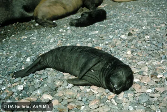 Newborn.  Also as Northern Sea Elephant.