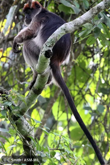 Also as Ugandan Red Colobus.