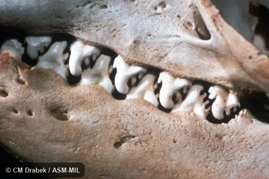 Side view of skull, showing dentition