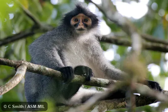 Formerly as Presbytis hosei sabana, Hose's Langur.  Also as Crested Grizzled Langur.