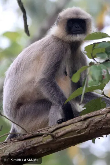 Semnopithecus priam priam, Madras Gray Langur.  Also as Coromandel Crested Langur|Coromandel Gray Langur|Coromandel Sacred Langur.  Identified by KP Karanth and KS Chetan Nag.