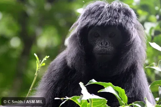 Formerly Trachypithecus auratus mauritius.  Also as West Javan Ebony Langur|West Javan Lutung|Western Ebony Langur.
