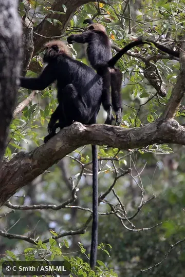 Formerly Trachypithecus johnii. Also as Black Leaf Monkey|Hooded Leaf Monkey|Indian Hooded Leaf Monkey|John's Langur|Nilgiri Black Langur|Nilgiri Leaf Monkey|South Indian Black Leaf Monkey. Identified by KP Karanth and KS Chetan Nag. Formerly Trachypithecus johnii. Also as Black Leaf Monkey|Hooded Leaf Monkey|Indian Hooded Leaf Monkey|John's Langur|Nilgiri Black Langur|Nilgiri Leaf Monkey|South Indian Black Leaf Monkey. Identified by KP Karanth and KS Chetan Nag.