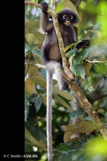 Trachypithecus obscurus flavicauda, Blond-tailed Langur.  Also as Spectacled Leaf Monkey|Dusky Leaf Monkey|Dusky Leaf-monkey|Spectacled Langur