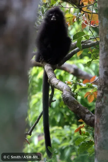 Also as Barbe's Langur|Tenasserim Lutung.
