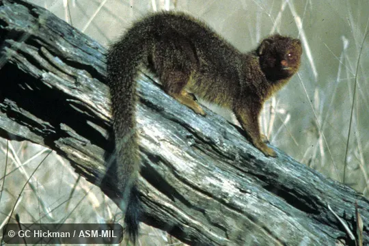 Side view.  Formerly Galerella sanguinea.