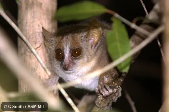 Also as Berthe's Mouse Lemur.