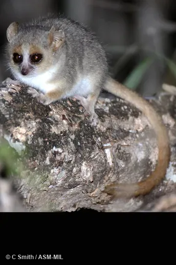 Also as Red-and-gray Mouse Lemur|Reddish-gray Mouse Lemur|Rufous-gray Mouse Lemur. Also as Red-and-gray Mouse Lemur|Reddish-gray Mouse Lemur|Rufous-gray Mouse Lemur.