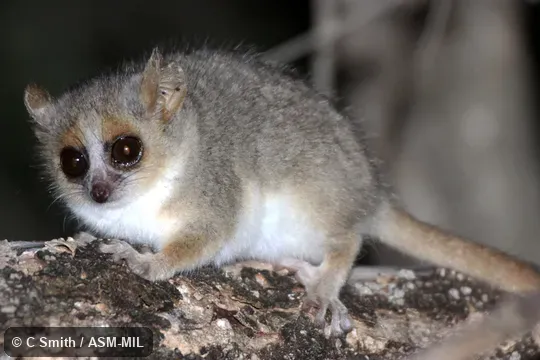 Also as Red-and-gray Mouse Lemur, Reddish-gray Mouse Lemur, Rufous-gray Mouse Lemur.