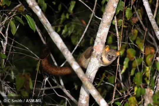 Also as Giant Mouse Lemur|Southern Giant Mouse Lemur.