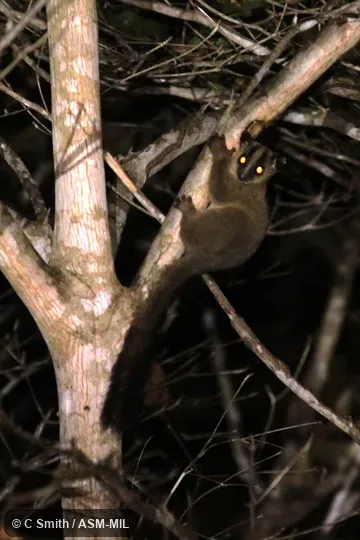 Also as Pale Fork-crowned Lemur|Western Fork-marked Lemur.