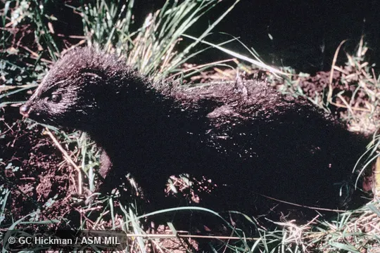 Side view of juvenile.  Also as Water Mongoose.