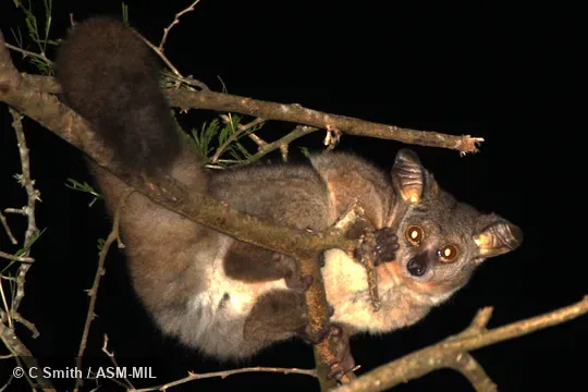 Otolemur crassicaudatus crassicaudatus.  Also as Brown Greater Galago, Garnett's Greater Galago, Greater Bushbaby, Greater Galago, Large-eared Greater Galago, Thick-tailed Bushbaby.