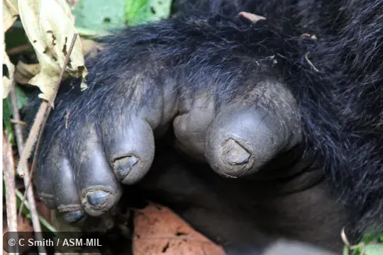 Gorilla beringei beringei, Mountain Gorilla.