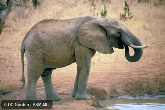 Side view of young, drinking.  Also as African Bush Elephant.