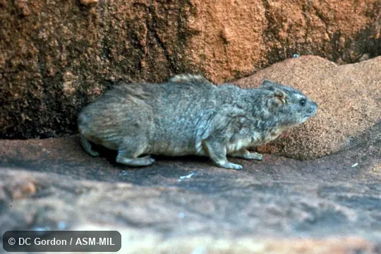Side view. Also as Yellow-spotted Rock Hyrax. Side view. Also as Yellow-spotted Rock Hyrax.