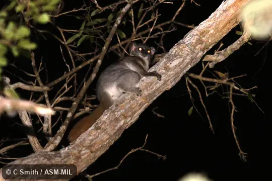 Also as Red-tailed Weasel Lemur.