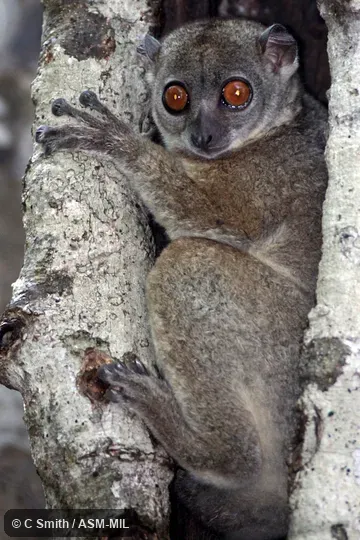 Also as Northern Sportive Lemur|Northern Weasel Lemur. Also as Northern Sportive Lemur|Northern Weasel Lemur.