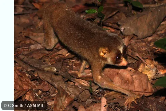 Loris lydekkerianus malabaricus.