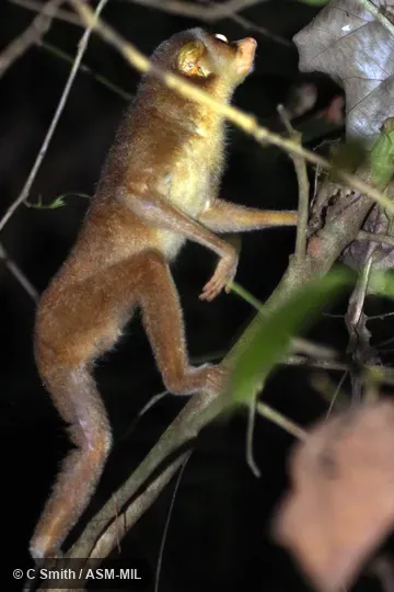 Loris lydekkerianus malabaricus.