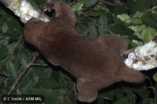 Perodicticus ibeanus ibeanus. Formerly Perodicticus potto ibeanus. Also as Eastern Potto|Mount Kenya Potto. Perodicticus ibeanus ibeanus. Formerly Perodicticus potto ibeanus. Also as Eastern Potto|Mount Kenya Potto.