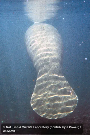 Trichechus manatus latirostris.  View of spatulate tail.  Also as Florida Manatee, North American Manatee.