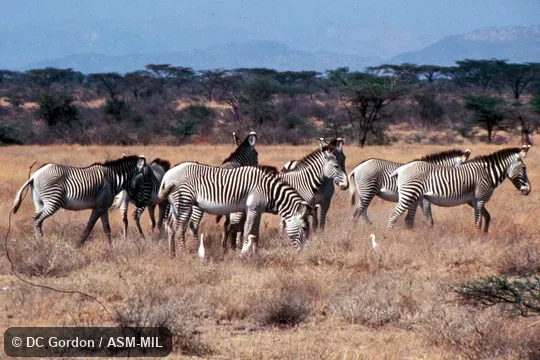 Side view of small herd.  Also as Imperial Zebra.
