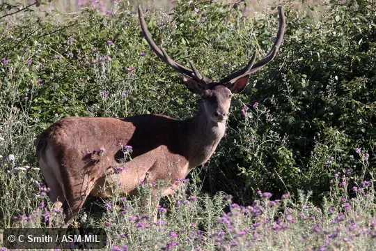 Cervus elaphus barbarus. Also as Cervus corsicanus barbarus, Corsican Deer|Barbary Deer|Atlas Deer. Cervus elaphus barbarus. Also as Cervus corsicanus barbarus, Corsican Deer|Barbary Deer|Atlas Deer.