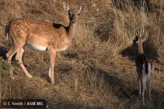 Also as European Fallow Deer. Also as European Fallow Deer.