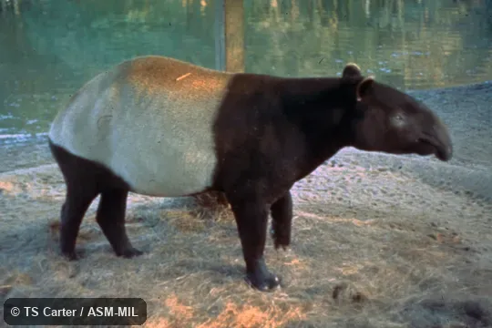Side view.  Also as Acrocodia indica.  Also as Malayan Tapir|Indian Tapir|Malay Tapir.