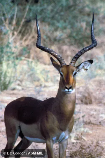 Front view of male's head, showing curvature of horns.  Also as Common Impala.