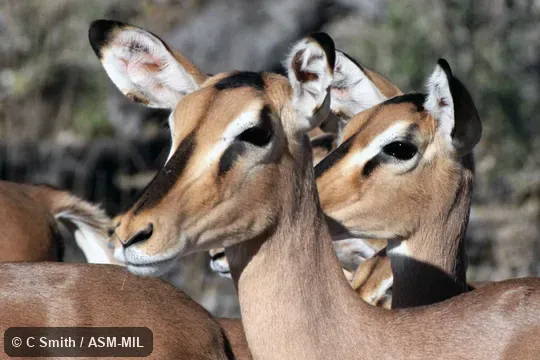 Aepyceros melampus petersi.  Also as Aepyceros petersi, Black-faced Impala.