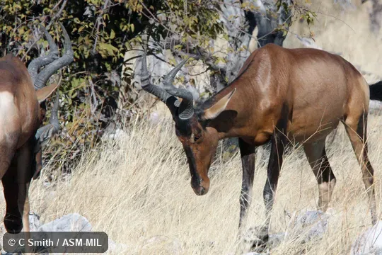 Alcelaphus buselapus caama.  Formerly Alcelaphus caama, Red Hartebeest.