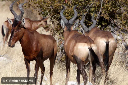 Alcelaphus buselapus caama.  Formerly Alcelaphus caama, Red Hartebeest.