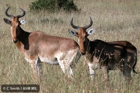 Alcelaphus buselaphus cokii.  Also as Alcelaphus cokii, Kongoni.