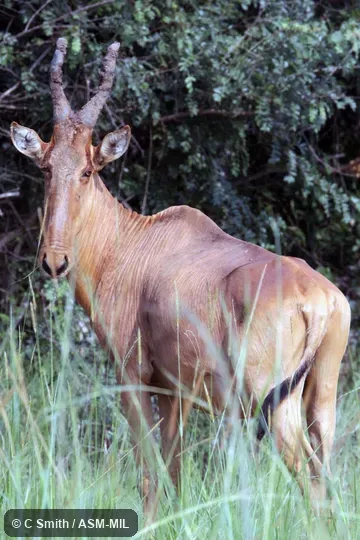 Alcelaphus buselaphus lelwel.  Also as Alcelaphus lelwel, Lelwel Hartebeest.