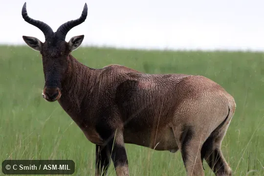 Alcelaphus buselaphus swaynei.  Also as Alcelaphus swaynei, Swane's Hartebeest.