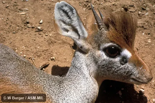 Close-up of male's head. Madoqua saltiana hararensis. Also as Madoqua hararensis, Harrar Dik-dik. Close-up of male's head. Madoqua saltiana hararensis. Also as Madoqua hararensis, Harrar Dik-dik.