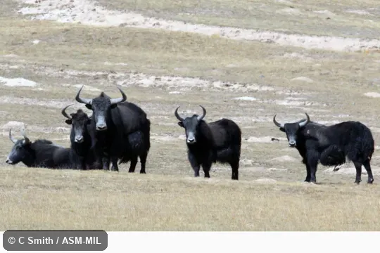 Formerly as Bos grunniens mutus.