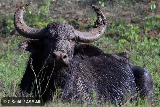 Formerly as Bubalus bubalis arnee. Formerly as Bubalus bubalis arnee.