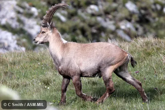 Also as European Ibex. Also as European Ibex.