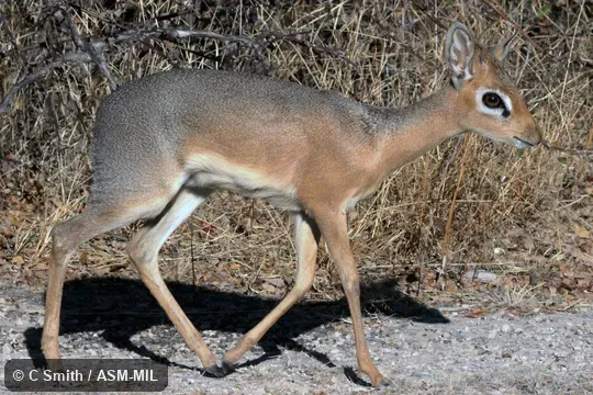 Formerly as Madoqua kirkii damarensis.