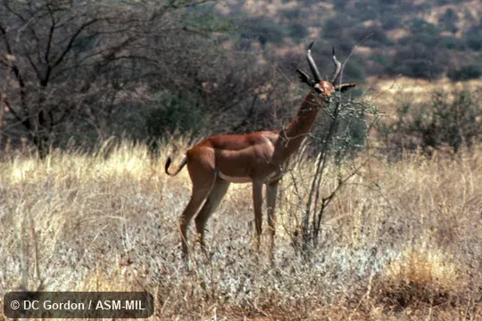 Side view of male. Litocranius walleri walleri. Also as Southern Gerenuk. Side view of male. Litocranius walleri walleri. Also as Southern Gerenuk.
