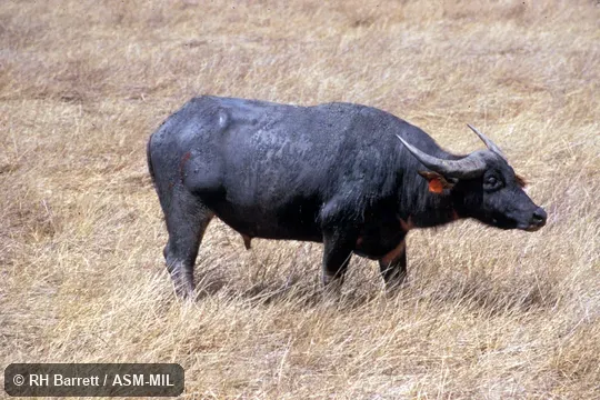 Side view of male Side view of male