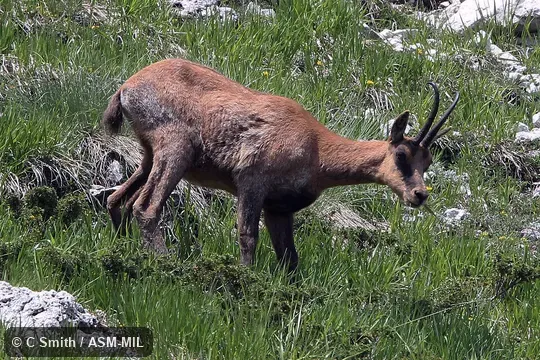 Rupicapra pyrenaica ornata.  Also as Rupicapra ornata, Abruzzi Chamois.  Also as Pyrenean Chamois.