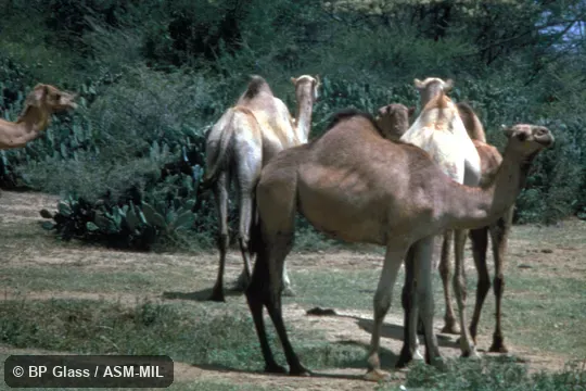 Small group.  Also as Dromedary Camel|One-Humped Camel|Single-Humped Camel.