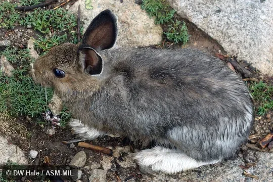 Lepus americanus bairdii.  Adult in summer pelage.  Also as Snowshoe Rabbit, Varying Hare.