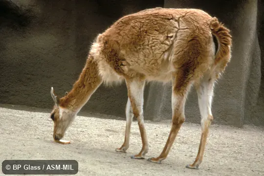 Side view of adult.  Formerly Lama glama guanicoe.